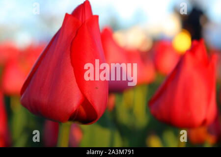 Red Tulip im Park bei Sonnenuntergang Stockfoto
