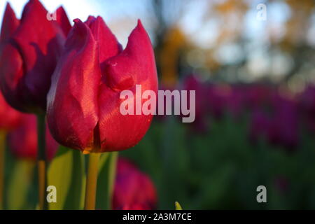 Lila Tulpen bei Sonnenuntergang im Fokus Stockfoto