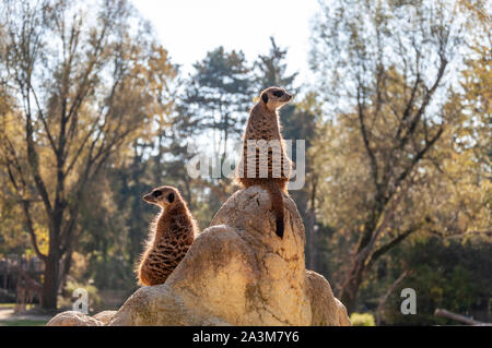 Zwei lustige Erdmännchen, stehend auf einem Felsen und Suchen in zwei verschiedene Seiten. Stockfoto