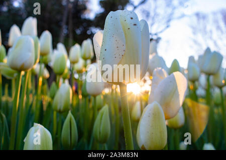 Weiße Tulpen im Fokus mit Sonnenlicht während des Sonnenuntergangs Stockfoto