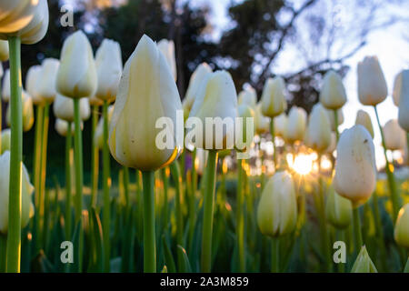 Weiße Tulpen im Fokus mit Sonnenlicht während des Sonnenuntergangs Stockfoto