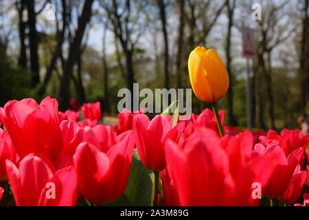 Gelbe Tulpe im rosa Tulpenfeld Stockfoto