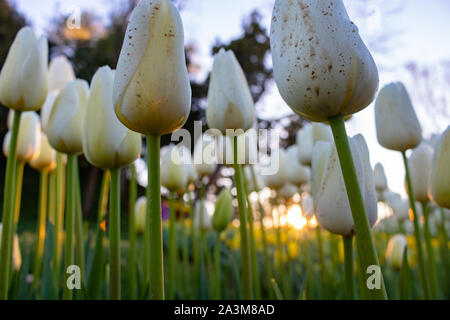 Weiße Tulpen im Fokus mit Sonnenlicht während des Sonnenuntergangs Stockfoto