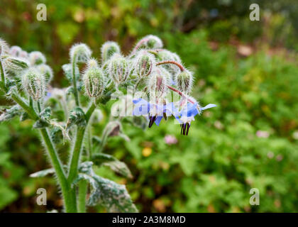 Sinkende blau Borretsch (Borago officinalis) Blumen in Unter einem Cluster von haarigen Knospen. Stockfoto