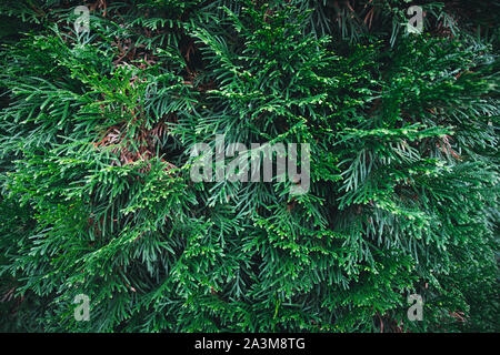 Hintergrund der Grüne Weihnachten Baum verzweigt. Hintergrund der Kiefer Stockfoto