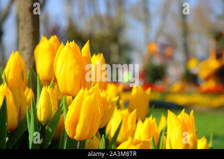 Gelbe Tulpen im Park Stockfoto