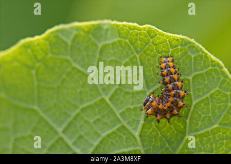 Southern festoon Caterpillar (Lycaena polyxena) auf einem grünen Blatt von Aristolochia clematitis. Stockfoto