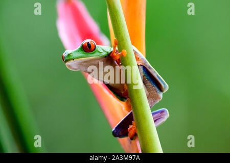 Red Eyed Tree Frog auf einer Anlage Stockfoto