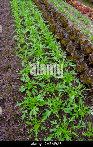 Reihen von jungen Pflanzen Stockfoto
