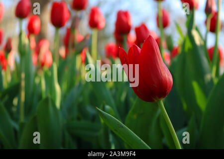 Rote Tulpen im Park Stockfoto