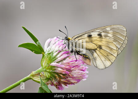 Getrübt Apollo (clossiana Mnemosyne) weiblich schwarz und weiß Schmetterling ruht auf Rotklee (Trifolium pratense). Stockfoto