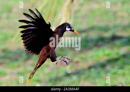 Montezuma oropendola ins Land kommenden Stockfoto