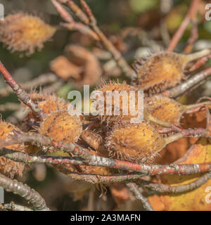 Borstige Obst/Mutter schält die Buche/Fagus sylvatica. Obwohl klein die Nüsse - Buche masten - sind essbar und lecker. Stockfoto
