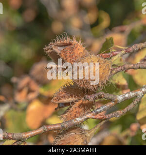 Borstige Obst/Mutter schält die Buche/Fagus sylvatica. Obwohl klein die Nüsse - Buche masten - sind essbar und lecker. Stockfoto
