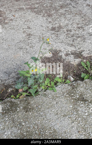 Flowering Smooth Sow--thistle / Sonchus oleraceus growing in a crack in concrete outhouse flooring. Leaves of young plant edible as survival food. Stockfoto