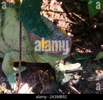 Portrait der männlichen Parson's Chamäleon aka Calumma parsonii in Peyrieras Reptile finden, Andasibe-Mantadia Nationalpark in Madagaskar Stockfoto