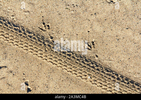 Fahrrad- und Vögel Spuren auf einem Sand im Herbst, abstrakten Hintergrund Stockfoto