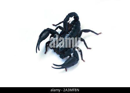 Ein großer schwarzer Skorpion auf einem weißen Hintergrund. Stockfoto
