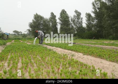 (191009) - FUXIN, Oktober 9, 2019 (Xinhua) - Hou Gui Gewässer Setzlinge in der Stadt Fuxin Zhangwu County, im Nordosten der chinesischen Provinz Liaoning, 17. Juli 2019. Hou Gui, 68, ist ein Dorfbewohner in Liujia Dorf Zhangwu Sihecheng Stadt im County. Wohnen am südlichen Rand des Horqin sandiges Land, Hou hat mehr als 200.000 Bäume auf 2.400 Me (160 Hektar) von Sandy Land in den letzten 18 Jahren gepflanzt. "Als ich ein Kind war, der Wind wehte den Sand und ich konnte nichts sehen." Hou Gui sagte. Um seine Heimat zu schützen, Hou Gui begann die Aufforstung in 2001. In den letzten Jahren, mit der Stärkung der Gove Stockfoto