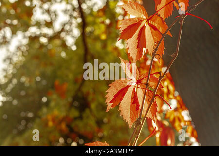 Blätter im Herbst von wilden Wein. Rot, orange leaf colors. Oktober in der Sonne. Europa, Polen, Masowien, sulejówek. Stockfoto