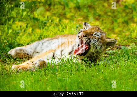 Amur/Sibirische Tiger Cub (Panthera tigris Altaica) liegend mit offenem Mund gähnend Stockfoto