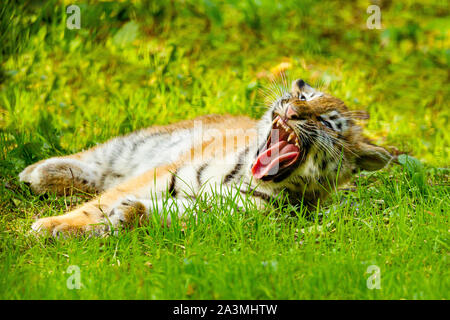 Amur/Sibirische Tiger Cub (Panthera tigris Altaica) liegend mit offenem Mund gähnend Stockfoto