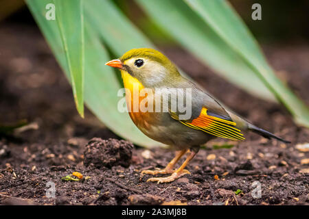 Rot-billed Leiothrix oder japanische Nachtigall, Leiothrix Lutea, zu Fuß durch einen tropischen Ambiente im Erdgeschoss. Stockfoto