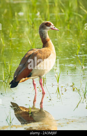 Nilgänse Alopochen aegyptiacus auf dem Wasser. Sie sind beheimatet in Afrika südlich der Sahara und Niltal Stockfoto