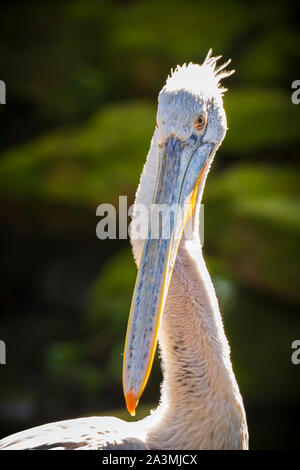 Nahaufnahme eines Krauskopfpelikan Pelecanus crispus Stockfoto