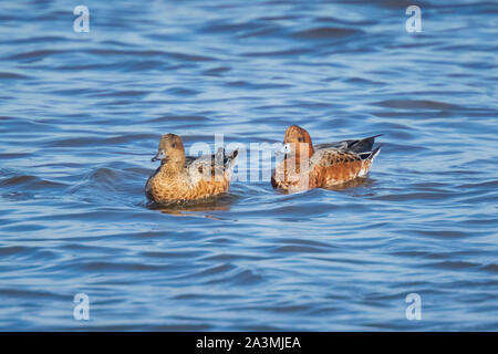 Nahaufnahme eines männlichen und weiblichen Eurasischen pfeifente Anas penelope Schwimmen auf das klare blaue Wasser an einem sonnigen Tag Stockfoto