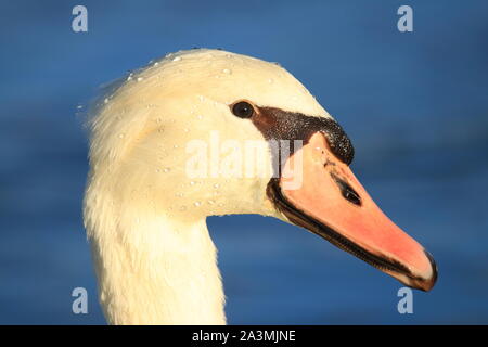 Der Schwan closeup mit Wassertropfen im schönen Sonnenlicht Stockfoto