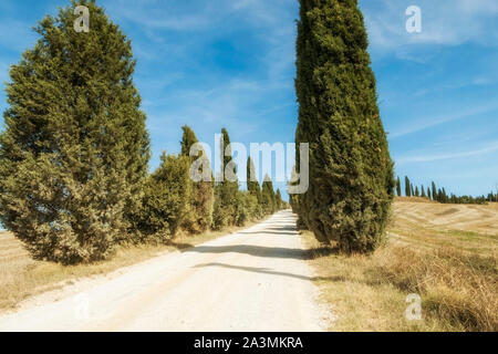 Typische Landschaften für die Provinz Siena in der Toskana, Italien. Cypress Hills, gepflügten Feldern, Straßen und Häuser. Beginn der Herbstsaison. Stockfoto