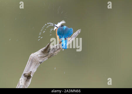 Eisvogel (Alcedo atthis) mit frisch gefangenen Fisch Electric Blue und orange Feuchtgebiet tauchen Vogel auf Barsch über Wasser. Langen Dolch - wie Bill kurze Schwanz Stockfoto