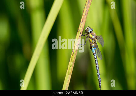 Libelle auf Reed blau und schwarz Bauch schwarz und grün gelb Thorax großen blauen Augen schwarz mit braunen Abzeichen gestreift. Weichen, grünen Hintergrund. Stockfoto