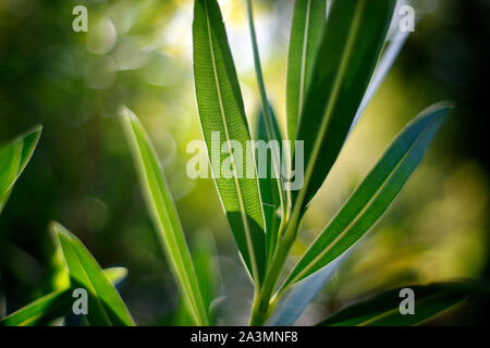 Sonnenlicht durch Nerium oleander Blätter glänzen. Stockfoto