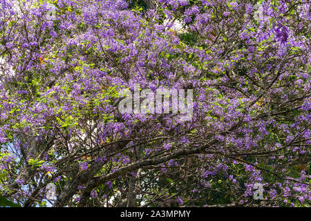 Eine blaue Jacaranda Tree (Jacaranda mimosifolia) in Blüte mit Indigo Blumen auf Anzeige, Kenia Stockfoto