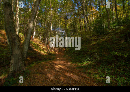 Pfad im Wald im Herbst Stockfoto