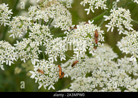 Gemeinsame rot Soldat Käfer (Rhagonycha fulva) sammeln, Fütterung und Paaren auf einer scharfkraut Blume im Sommer, Berkshire, Juli Stockfoto