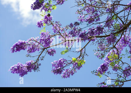 Eine blaue Jacaranda Tree (Jacaranda mimosifolia) in Blüte mit Indigo Blumen auf dem Display vor blauem Himmel, Kenia Stockfoto