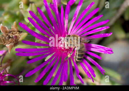 Eine Honigbiene (Apis mellifera), die futtersuche auf der mauve rosa Blume eines ice-werk Mesembryanthemum crystallinum Stockfoto