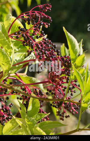 Holunder (Sambucus nigra) Beeren auf dem Baum im Spätsommer. Roter Stiel und dunklen Lesen reife Früchte, September Stockfoto