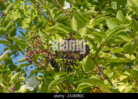 Holunder (Sambucus nigra) Beeren auf dem Baum im Spätsommer. Roter Stiel und dunklen Lesen reife Früchte, September Stockfoto