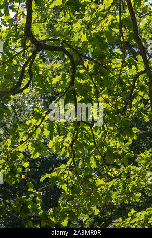 Eiche (Quercus robur) überhängenden Zweigen und Grünen überlappende Blätter mit Hintergrundbeleuchtung an einem hellen und sonnigen Tag im Spätsommer, September Stockfoto