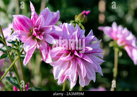 Detaillierte Nahaufnahme von schöne rosa Giraffe Dahlia Blumen blühen im hellen Sonnenschein Stockfoto