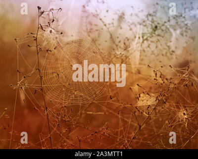 Herbst Web Cobweb weith einige wenig Regen und Tau. Die Natur im Herbst. Europa. Stockfoto