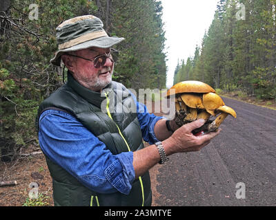 Ein Mann mit Hut und Weste hält eine große Pod von nicht-essbare Pilze von einem Wald Straße im Deschutes National Forest in Oregon. Stockfoto