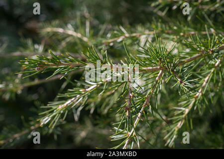 Zweige eines Libanon-zeder (Cedrus libani), Unterarten stenocoma, in einem Garten Stockfoto