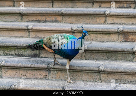 Indische Pfau (Pavo cristatus), gehen ein paar Steinstufen Stockfoto