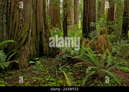 CA 03626-00 ... Kalifornien - Redwood Forest an Stout Grove im Jedediah Smith Redwoods State Park, Teil der Redwoods National- und Staatsparks komplex. Stockfoto