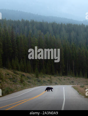 Black Bear Crossing Road im Banff National Park Stockfoto